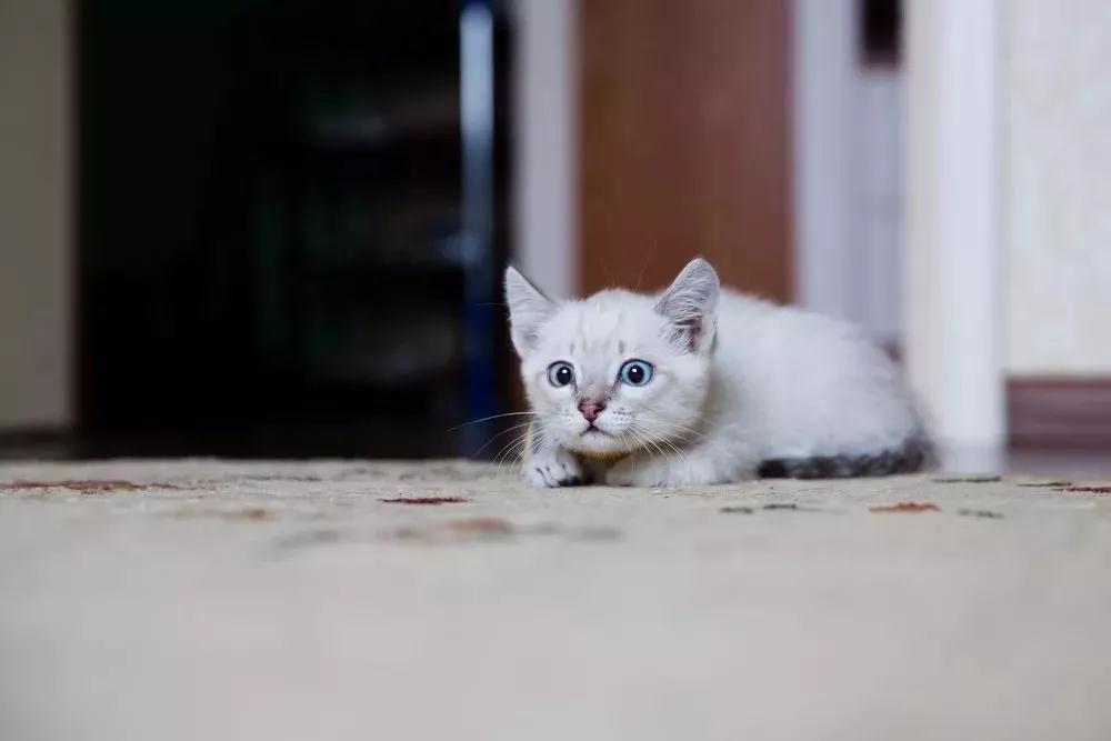 猫咪为什么会扭屁股，猫咪扭屁股是什么意思？