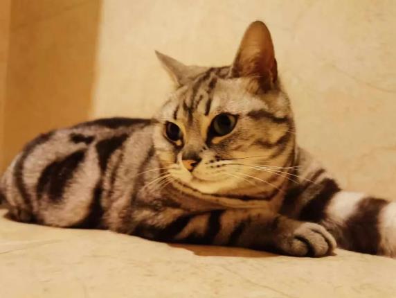 猫生第一胎为什么会死? 聊聊头胎小猫存活率!