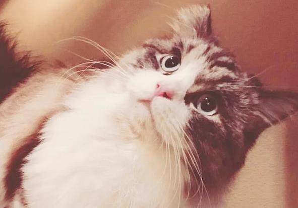 如何引导猫咪不乱抓家具