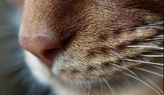 关于猫咪鼻子的一些常识