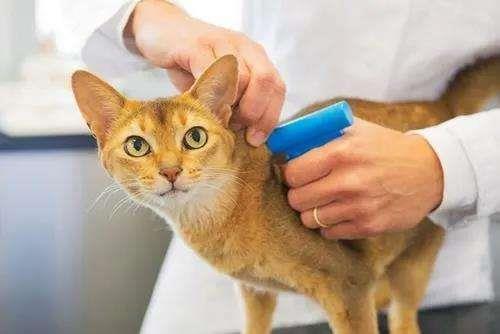 猫咪到家要怎么驱虫？关于猫咪驱虫的问题！