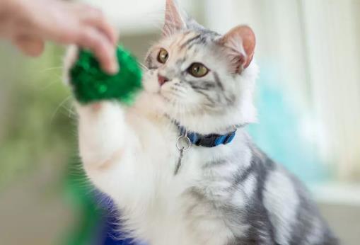 猫咪高傲难驯服？那是主人没有摸清它的习性