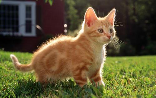 猫咪打针后拉稀怎么办？猫咪打完针后拉肚子是怎么回事？