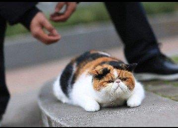 加菲猫一直流眼泪是怎么回事？可能是这些原因！