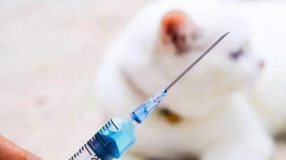 被猫抓了要不要打疫苗? 多长时间打安全?