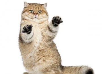猫咪攻击行为 宠主如何纠正？