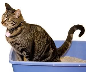 猫咪爱乱尿 训练上厕所有方法