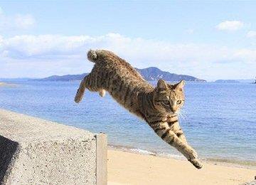 猫咪关节炎的症状有哪些？导致猫咪关节炎的原因是什么？