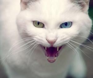 猫爱生气有道理 ９大行为不要犯