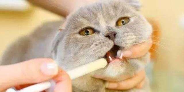 怎么喂猫吃药？给猫咪喂药的方法！