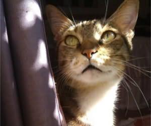 猫咪不喜欢被抱？宠物相处之道