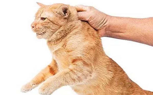 为什么只要抓住猫咪的后颈肉，它就会瞬间变乖？这真是它的死穴？