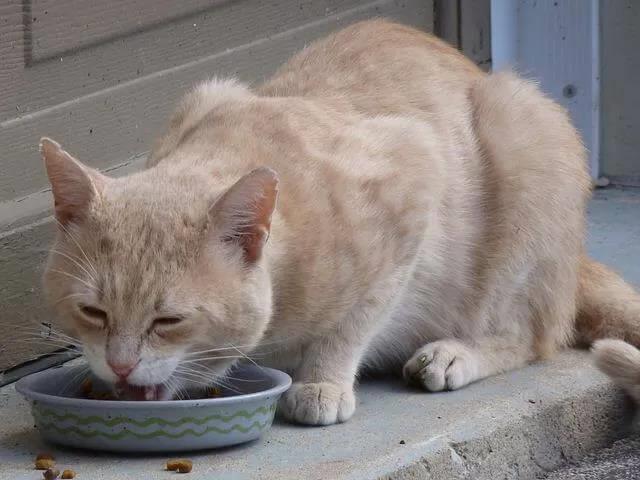 猫咪应该吃干粮还是湿粮?