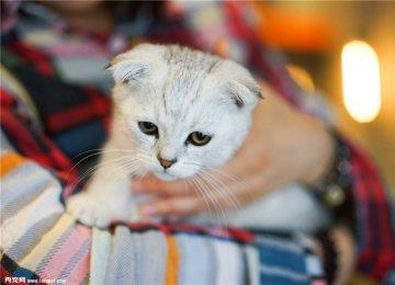 改善猫咪怕生 养成黏人习惯