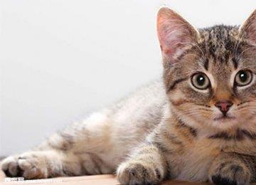 猫的一生：幼、成、老猫喂养指南