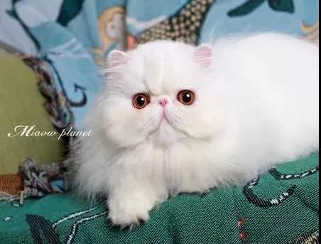 炎热夏季 猫咪应该如何做防晒？
