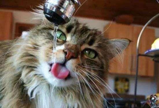 如何预防猫咪空调病？夏天猫咪饮食注意事项！