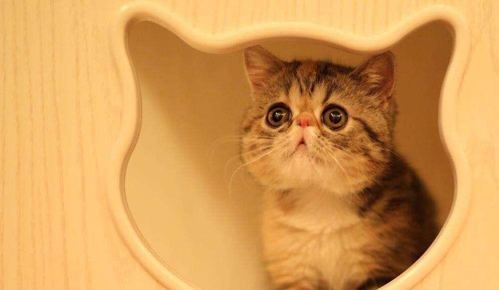 猫咪也会有抑郁症？猫咪抑郁症会有哪些表现？