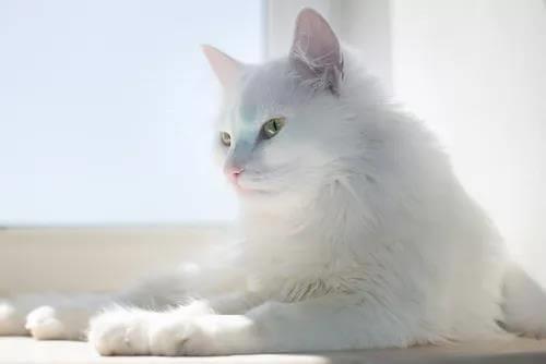 白色猫咪能不能晒太阳，白猫晒太阳会怎么样？