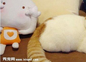 【加菲猫】加菲猫多少钱,好养吗?加菲猫的特征和训练方法