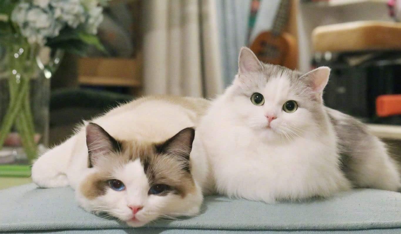 猫咪缺乏微量元素有哪些表现？如何给猫咪补充微量元素？