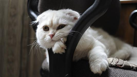 猫咪也会得脂肪肝？脂肪肝会出现什么症状？