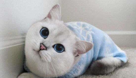 英短猫流眼泪是什么原因？英短猫流眼泪怎么办？