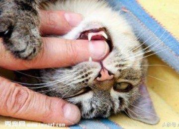 猫猫行为|猫咪喜爱主人的14个表现