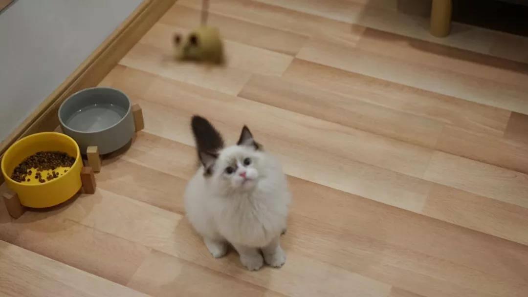 夏季炎热，猫咪厌食不吃东西怎么办