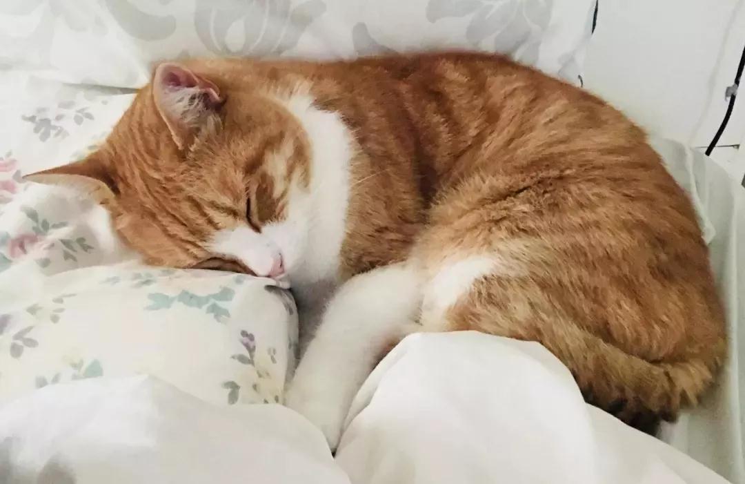 猫咪患了肠胃病有哪些症状？猫咪肠胃病的治疗方法！