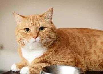 为什么有的猫咪会把食物从碗里叼走？