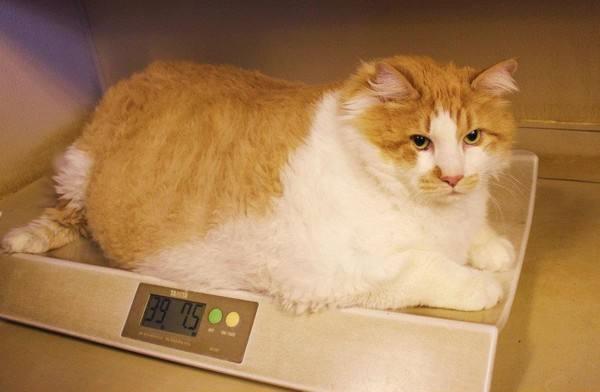 猫咪过度肥胖怎么办？猫咪过度肥胖怎么减肥？