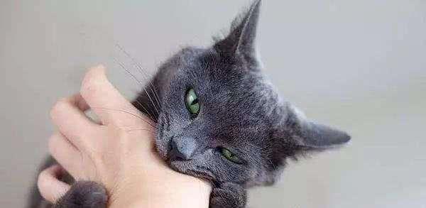 猫抓病是什么病？被猫抓了一定会得猫抓病吗？