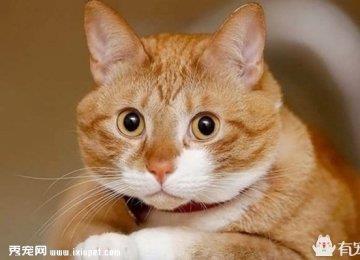 【猫咪脾气】猫总有坏脾气怎么办？
