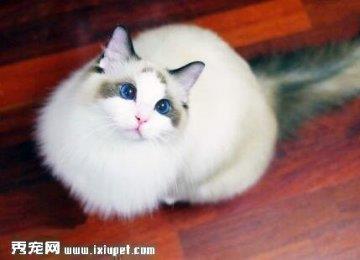 【怎么训练布偶猫】布偶猫的可训练性有多高？