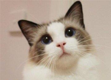 怎么训练布偶猫？训练时要注意什么事项？