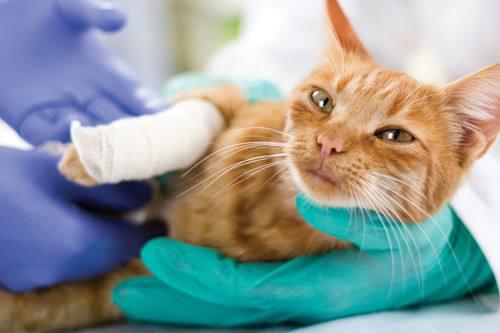 如何区别猫鼻支和猫感冒？小编教你辨认技巧！
