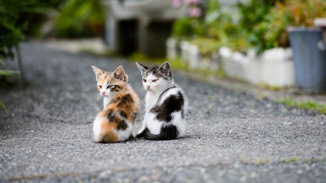 给猫咪驱虫需要注意什么？猫咪驱虫注意事项！