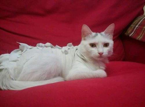 母猫绝育手术会不会很危险？给母猫做绝育要注意的事项及护理方法！