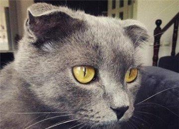 折耳猫怎么训练？训练折耳猫有技巧