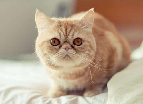 猫咪有泪痕怎么办？如何清理猫咪泪痕？