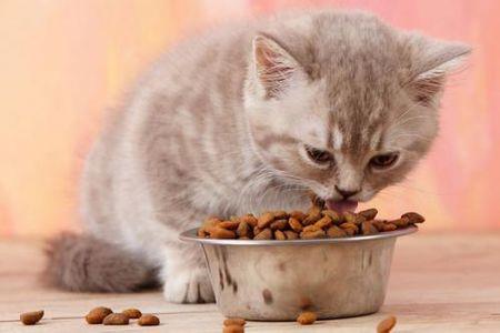 猫粮成分表你都看懂了吗