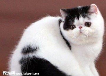 猫咪为什么突然乱撒尿？应该怎样解决猫咪乱撒尿的问题？