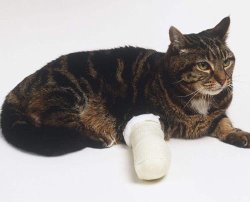 猫受伤了怎么办？猫咪受伤应对方法！