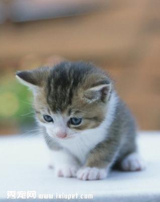 宠物猫咪犯错后的四种“调教”技巧