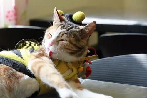 夏季来临，不要随便给猫咪剃毛
