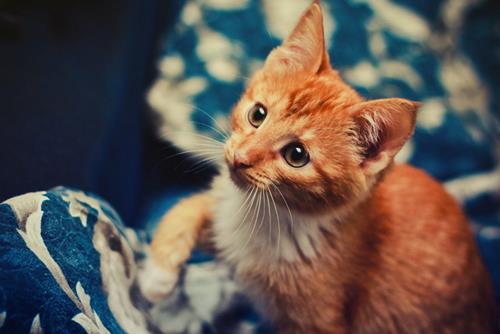 橘猫为什么会有泪痕？三个月的橘猫泪痕严重正常吗？