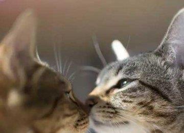 猫咪会一直叫，你知道是什么意思吗？