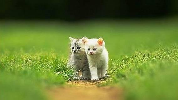猫咪为什么会软便？猫咪软便了怎么办？