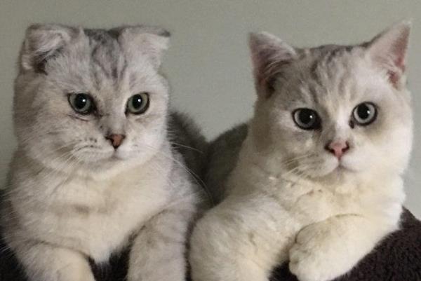 银渐层感冒了怎么办？教你处理猫咪感冒方法